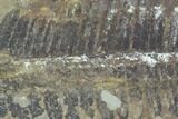 Fossil Fern (Pecopteris) - Mazon Creek #121096-1